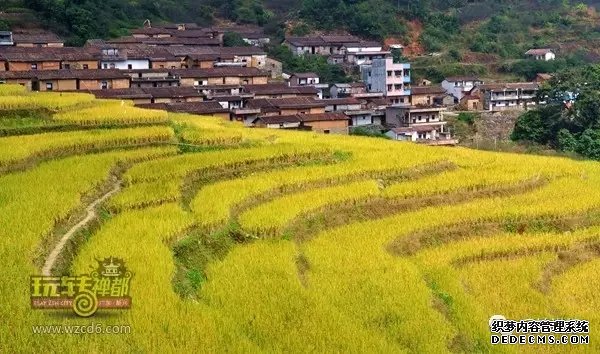 新兴夏收，麦子成熟的味道弥漫山间，亲子齐上