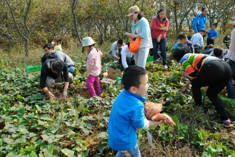 广东云浮的亲子互动好去处，新兴满氏家庭农场山庄农家乐