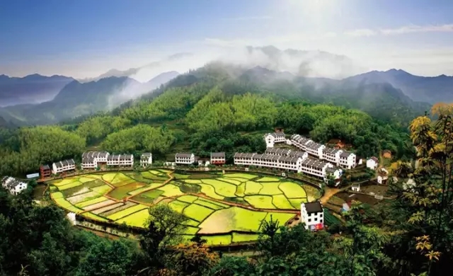 田园综合体下的农庄农场农家乐,在广东云浮新兴县的满氏家庭农场茶园如何实践