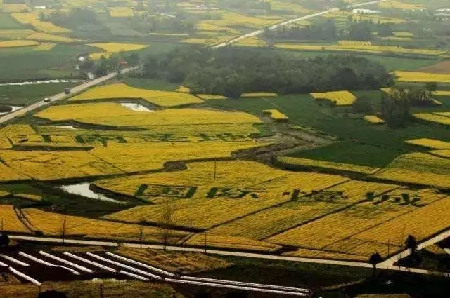 创新性田园综合体下的农庄农场农家乐,在广东云浮的新兴满氏家庭农场茶园如何实践